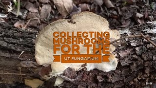 Collecting Fungi for the UT Fungarium