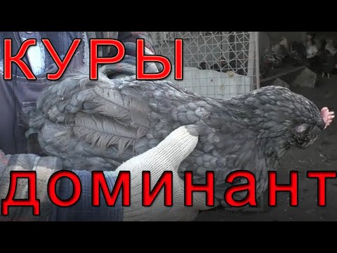 Куры ДОМИНАНТ плюсы и минусы.