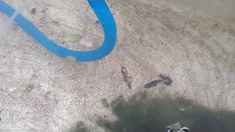 Thuần dưỡng cá Nâu nước lợ