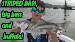 Old Hickory Lake Stipers, big bass and a buffalo!!!