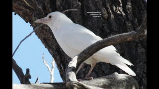 The White Crow, Founded after Thirsty Crow #WhiteCrow #ThirstyCrow