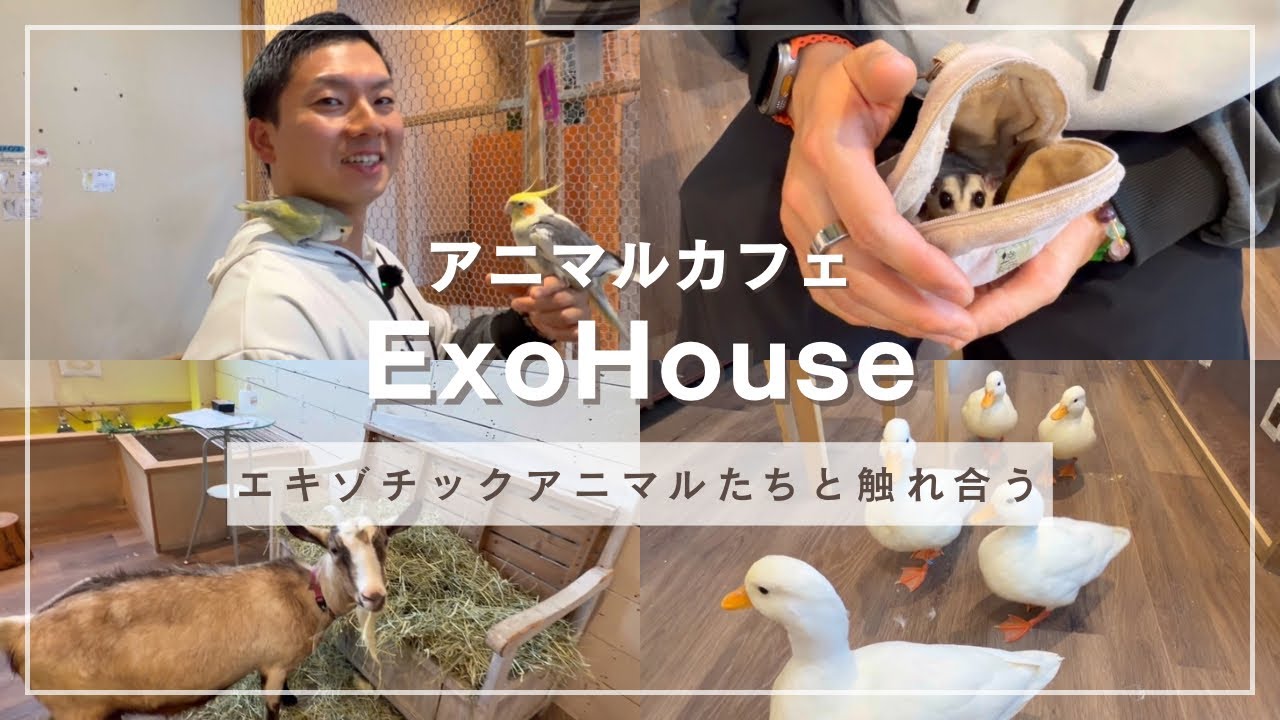 【アニマルカフェExoHouse】エキゾチックアニマルたちと触れ合う