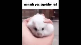 mmmh yes squishy rat