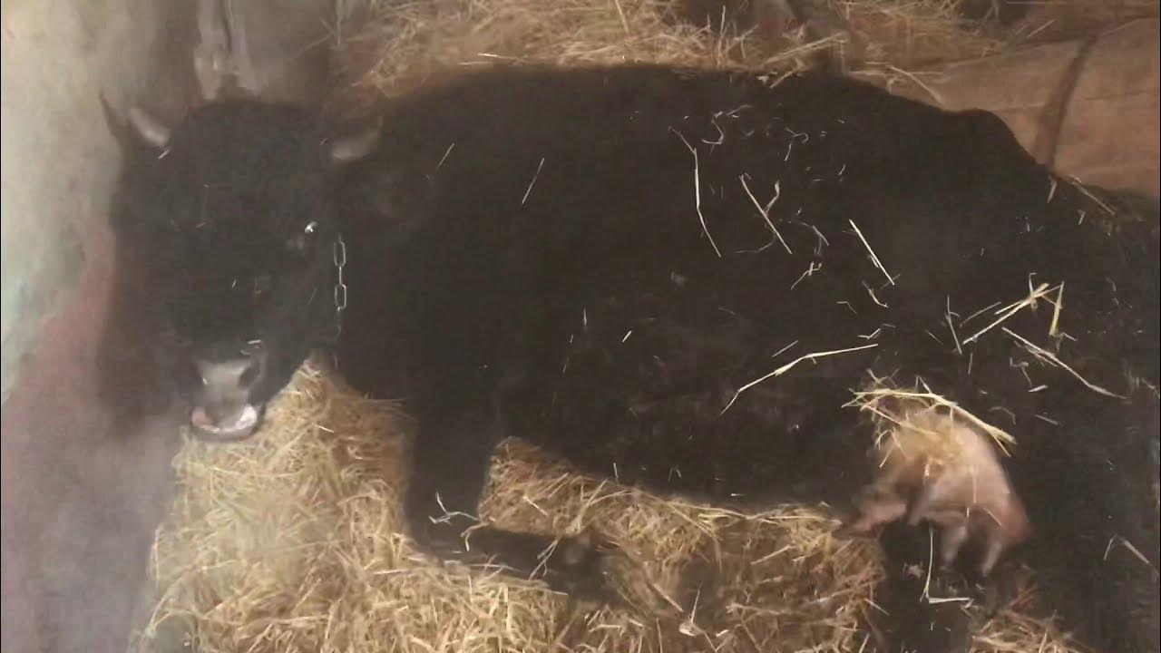 Отел коровы двойней. Отел коровы двойней. Отел коровы двойней. Отел коровы двойней. Корова двойняшки сарай.