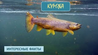 КУМЖА🐟/Рыбы/Животные/Интересные факты