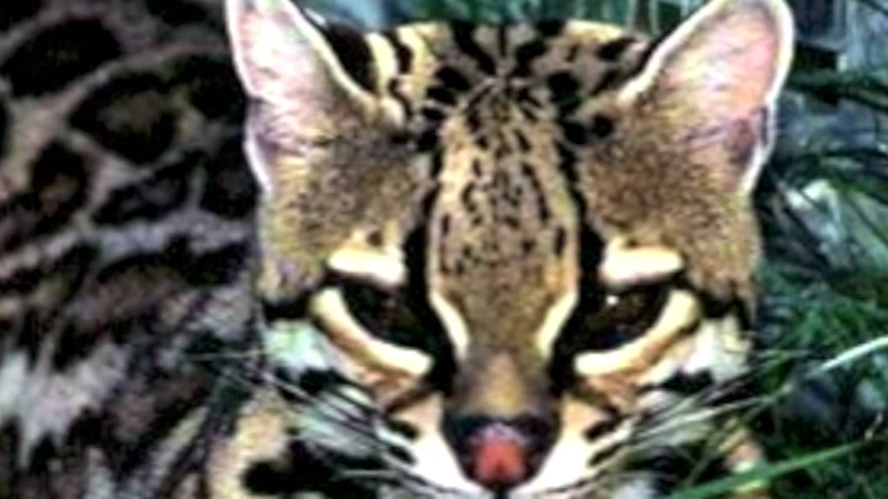 Ocelots...One of Texas' Most Beautiful Endangered Animals