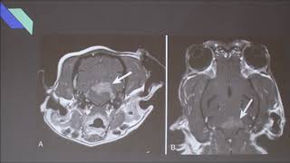 Canine Idiopathic Vestibular Disease