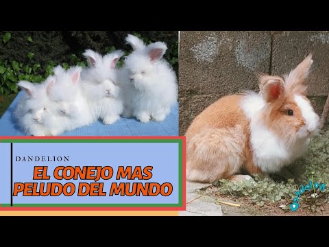Video: Conejo Arlequín