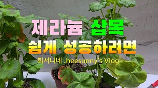 @희서니네 제라늄 겨울삽목  이렇게 쉽게쉽게 하세요#제라늄#반려식물#삽목#쉬운방법#gardening #제라늄키우기#한국제라늄