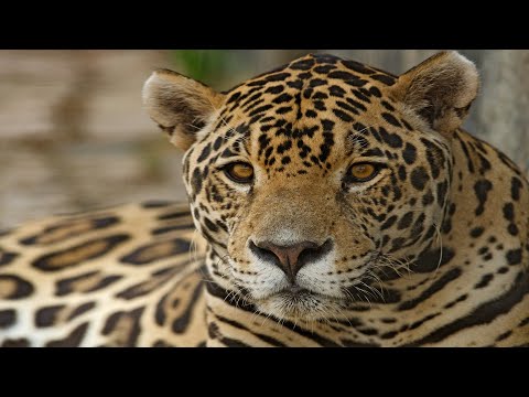 Video: Jaguar: Tier der Könige