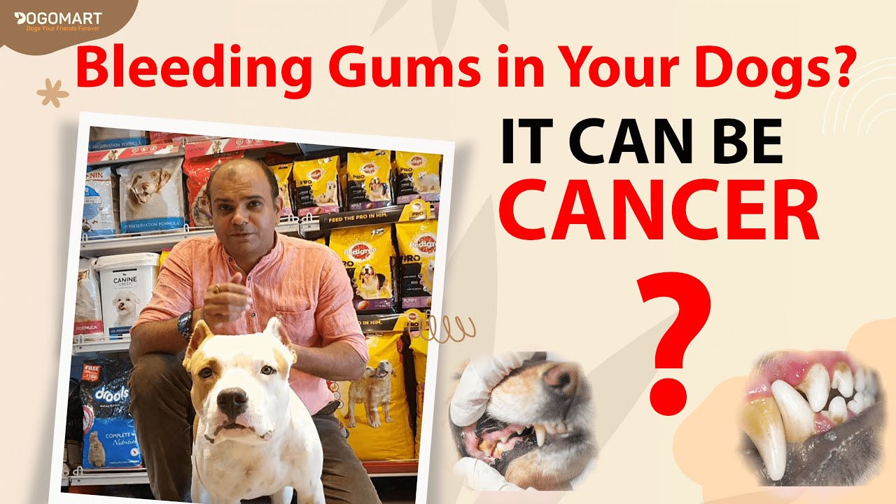 Do Puppies Lose Their Teeth And Bleed