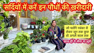 सर्दियों की पहली खरीदारी और साथ ही जरुरी  चीजें| Winter Plant Shopping || Plant shopping Haul #plant