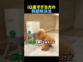 IQ高すぎる犬の問題解決法🐩