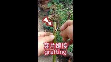 果樹芽片嫁接的操作過程，教你如何嫁接果樹，一起學習學習吧The operation process of fruit tree bud grafting, teach you how to graft