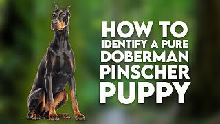 How To Identify A Pure Doberman Pinscher Puppy