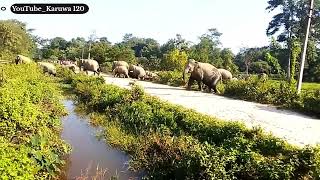 Majbat Mein Ek sath 100 se vi Zada Hati🐘🐘! Elephants Video! Animal video !Animals voice Assam viral🔥
