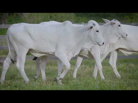LOTE 45 NETB   78, 80 e 156