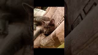 Is this cat a Chartreux? #viral #cat