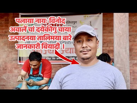  Binod Awale -: पलाया नायः विनोद अवालें चां दयेकीगु चाया उत्पादनया तालिमया बारे जानकारी बियादी ।