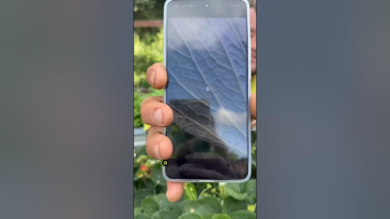 САМОЕ ЭФФЕКТИВНОЕ СРЕДСТВО ОТ #БЕЛОКРЫЛКИ. Одна обработка и вредителя ...