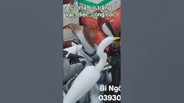 Cò, cò cói, cò mã, vạc, diệc, còng cọc, chân hương, keo bẫy cò #coxop #keobayco  #còcói 0393093982