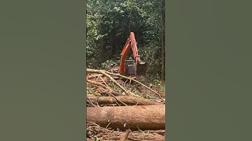 Excavator collect logs#alatberat#kayubalak#heavyequipment#hitachi#timurberkarya