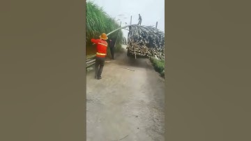 The process of loading bamboo - good methods can increase work efficiency
