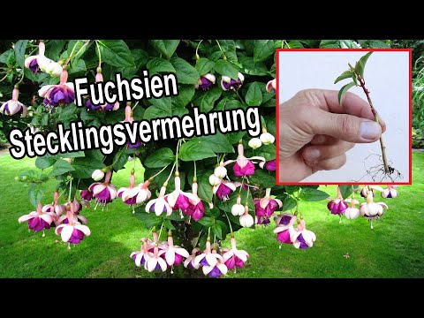 Video: Fuchsien vermehren - Fuchsien aus Stecklingen züchten