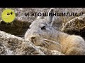 Таких Шиншилл  Вы еще не видели ! ► Шиншиллы в Дикой Природе