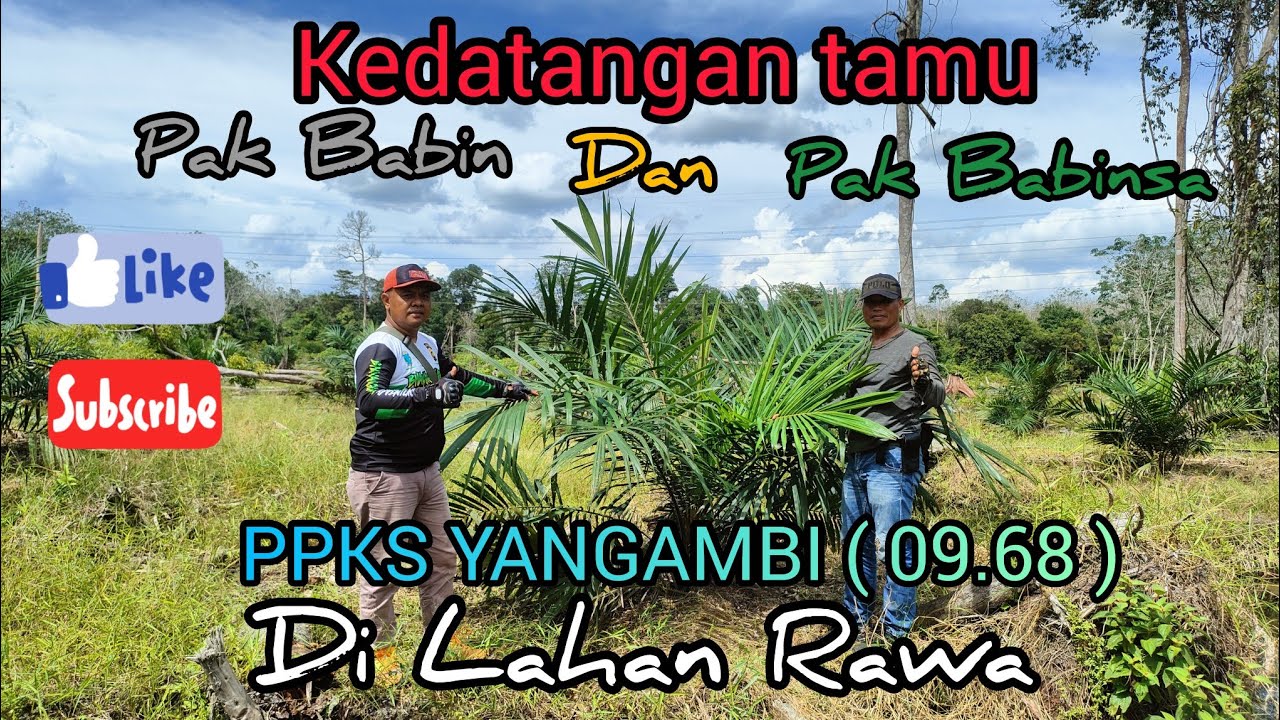 Pertumbuhan Kelapa Sawit Di Lahan Rawa, Bibit Kelapa sawit Unggul, Bersama Pak Babin Dan Pak Babinsa