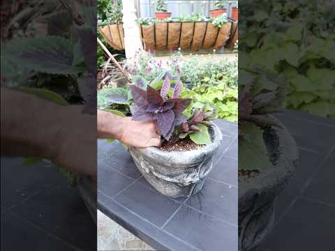 قوار من السجاد   