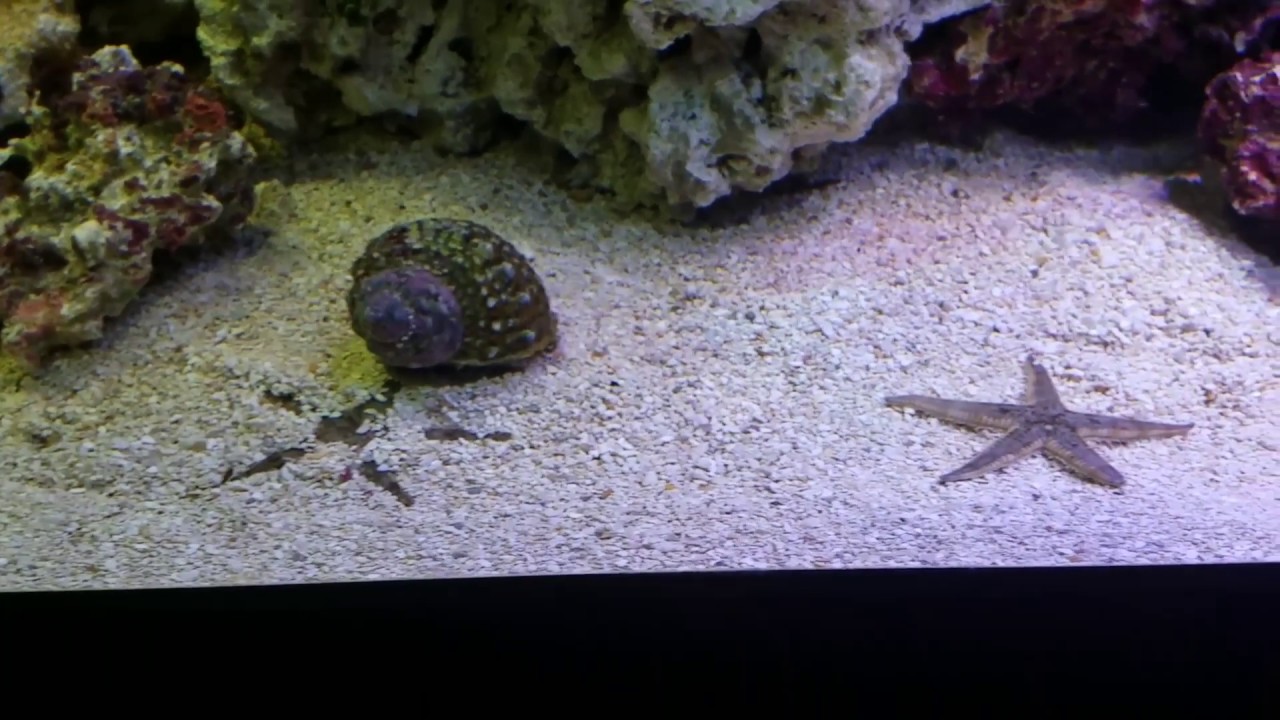 sally face Project FOWLR - Two Rescued Yellow Tangs in my 125 gallon FOWLR Saltwater Reef Aquarium
