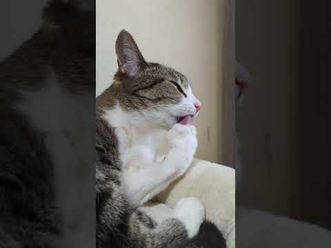 なめなめ猫 - lick lick - #Shorts