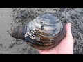 Finding and Preparing Cockles and Huge Gaper Clams in the Pacific Northwest