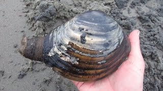 Finding and Preparing Cockles and Huge Gaper Clams in the Pacific Northwest