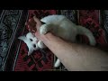 Страшная злая кошка грызёт руку