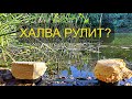 Халва Подсолнечная или Арахисовая??? Реакция рыбы! Подводная съемка