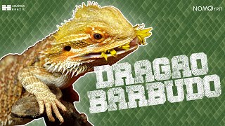 Dragão Barbudo (Pogona) - Características, Cuidados e Muito Mais!
