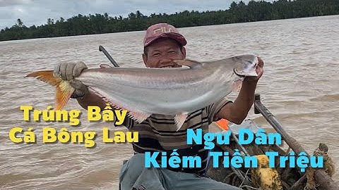 Săn Trúng Bầy Cá Bông Lau Đầu Mùa Ngư Dân Miền Tây Kiếm Tiền Triệu | Cù Lao Dung Vlogs #820
