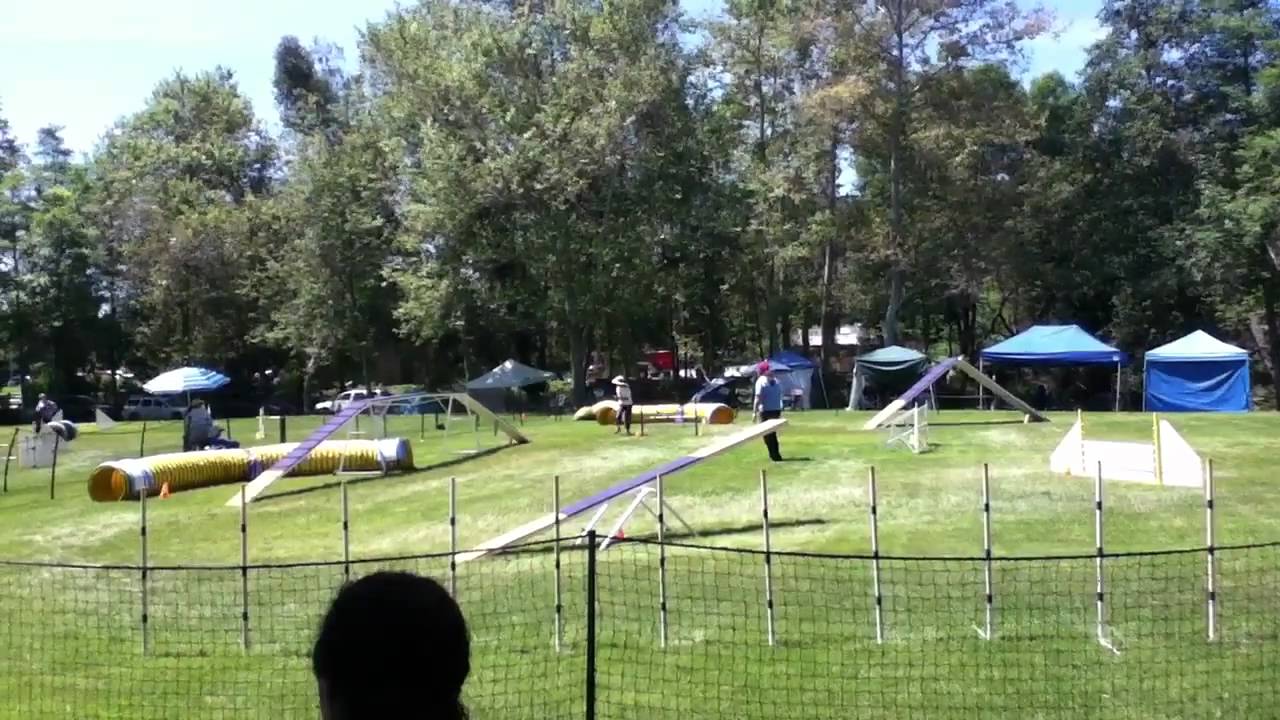 Dog competition 4 YouTube