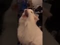 Cat ringtone