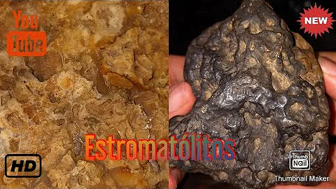 Que são os estromatólitos?