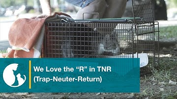 We Love the "R" in TNR (Trap-Neuter-Return)