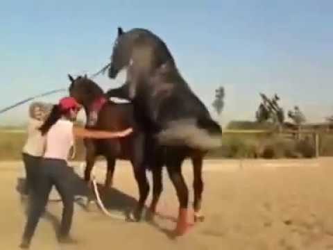 Atların ilginç çiftleşmesi Amazing horse mating