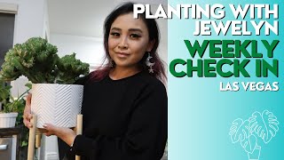 Planting with Jewelyn: Plant talk 2022 week 146 | ILOVEJEWELYN