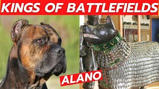 ALANO dog breed by DogCastTv 3,405 views 4 months ago 7 minutes, 19 seconds