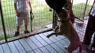 pitbulls on springpole by froberts12004 40,333 views 15 years ago 1 minute, 43 seconds