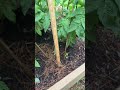 #tomato kisses because the little one dropped it #garden