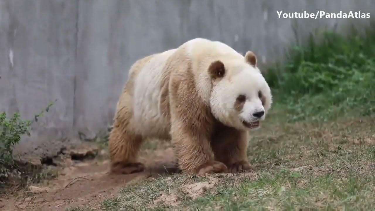 World's only captive brown panda QiZai thrives in NW China