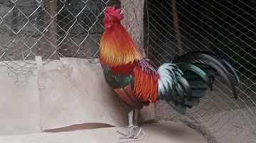 noob qaib qus pom 1 seejj.16/12/2022.97436930.